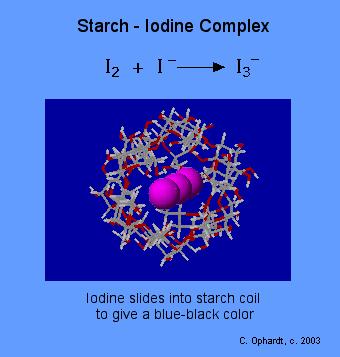 Therefore, the faster the blue color of starch is lost, the faster the enzyme amylase is working.