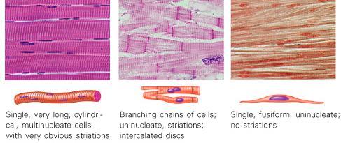 Muscular System 3 Types of Muscle Tissue Cells are called muscle fibers.