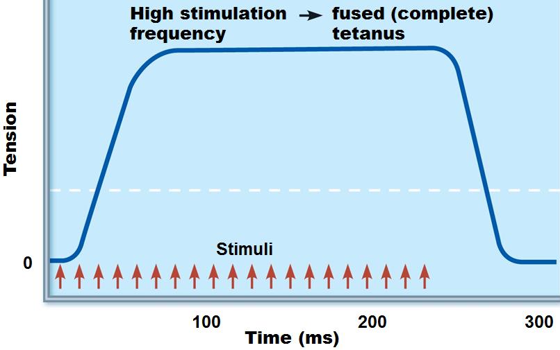 Threshold stimulus stimulus strength causing first observable muscle contraction Maximal stimulus strongest stimulus that increases contractile force Muscle contracts more vigorously as stimulus