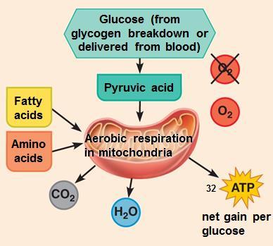 ATP is regenerated by these 3 pathways: Creatine Phosphate Once the stored ATP is used (4-6 sec worth), creatine phosphate (high-energy molecule stored in muscles) is tapped to regenerate ATP while