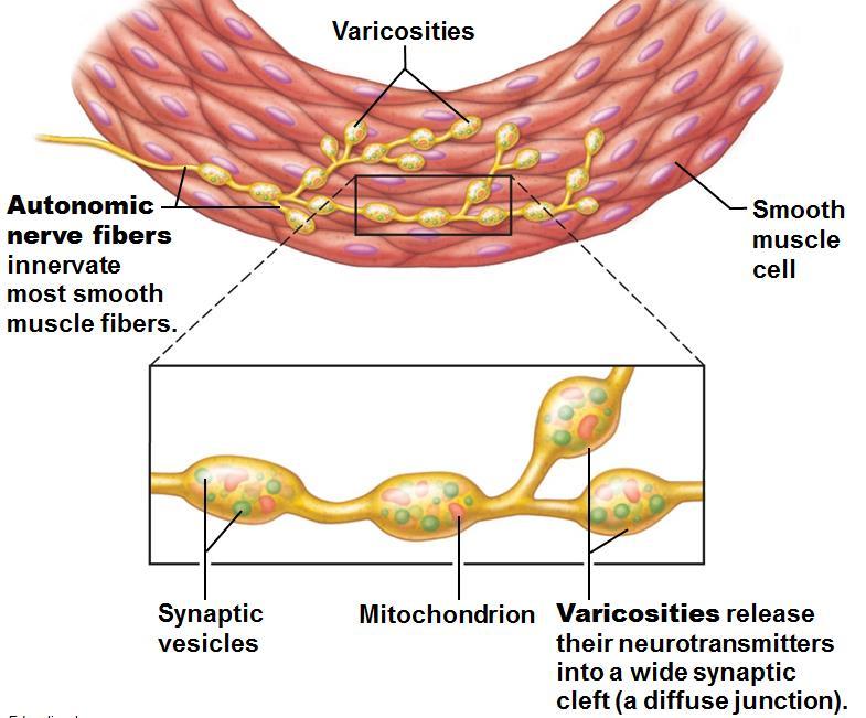 Resistance exercise (typically anaerobic) results in muscle hypertrophy due to increase in fiber size; increased mitochondria, myofilaments, glycogen stores and connective tissue Increased muscle