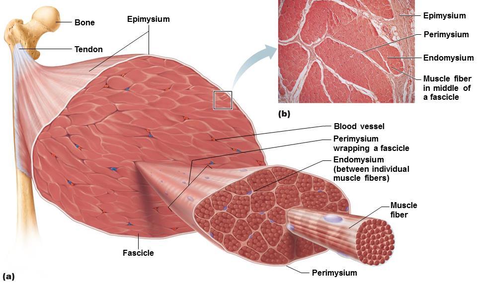 Gross Anatomy of Skeletal Muscle Each muscle served by one artery, one nerve, and one or more veins that enter or exit near the central part of the muscle and branch through the connective tissue