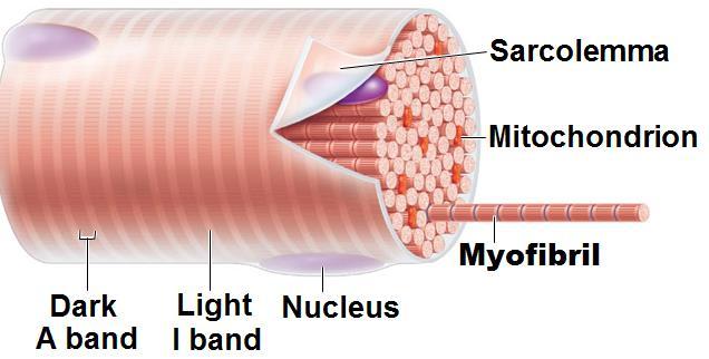 (terminal cisternae) surrounding each myofibril; regulates intracellular levels of calcium ions o Myofibrils densely packed rodlike organelle that contains contracting units called sarcomeres Muscle