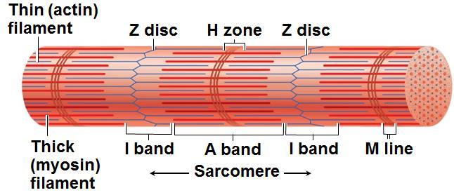 Sarcomeres are regions on the myofibrils between two Z discs.