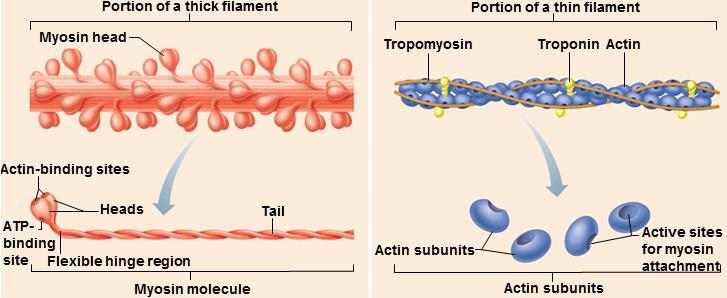 Myosin heads contain binding sites for actin (thin filament), binding sites for ATP and ATPase enzymes that split ATP to generate energy for muscle contraction.