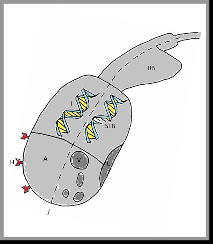 Sperm-HA binding selection HA-bound spermatozoa show a 5.