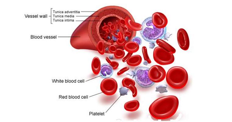 Complete Blood Count (CBC) RED CELL PARAMETERS WHITE CELL PARAMETERS ØWhite Blood Cell Count ØWhite Cell Differential Neutrophil Lymphocyte Monocyte Eosinophil Basophil Ø Red Blood Cell Count Ø
