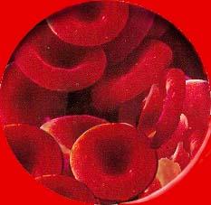 Red Blood Cell (RBC)also called Erythrocytes Red Blood Cell Count (RBC): number of cells per volume of whole blood Normal Ranges Adult Males: