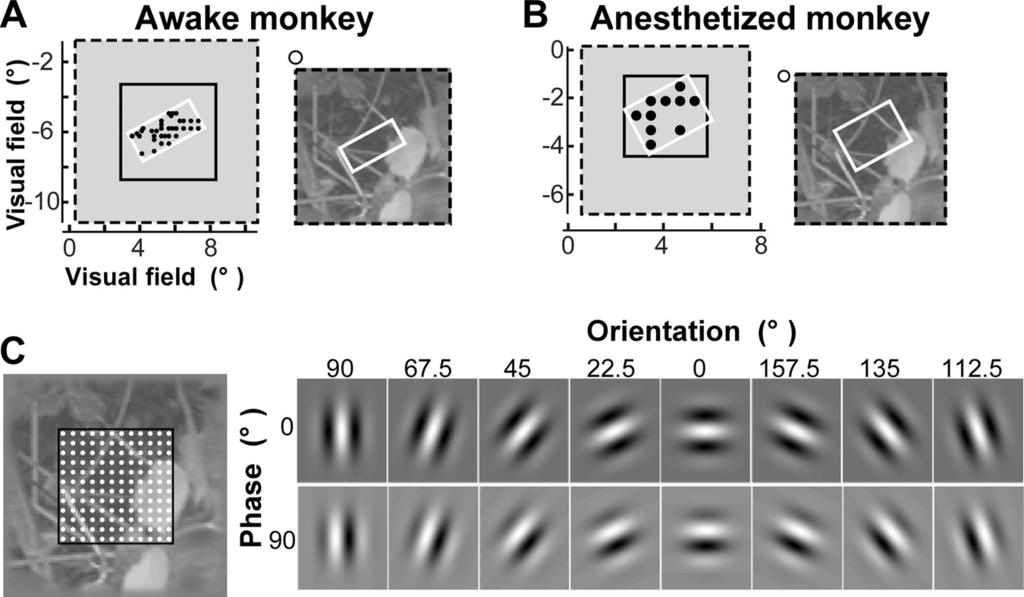1522 LFP RESPONSES TO NATURAL IMAGES IN V1 Fig. 1. Visual stimuli and the Gabor wavelet (GW) model. A and B: an example natural image in the awake monkey (A) and the anesthetized monkey (B).