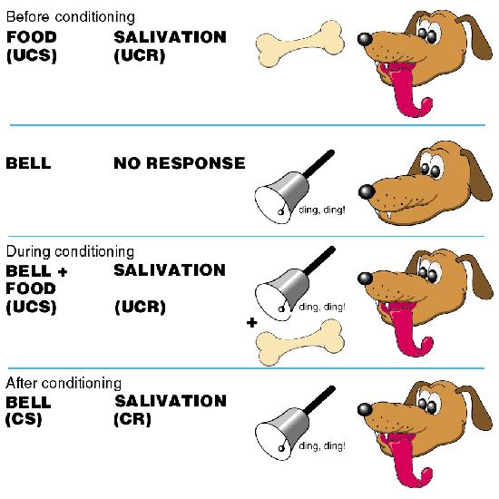 His study: Pavlov would ring the bell, while presenting food, over and over again.