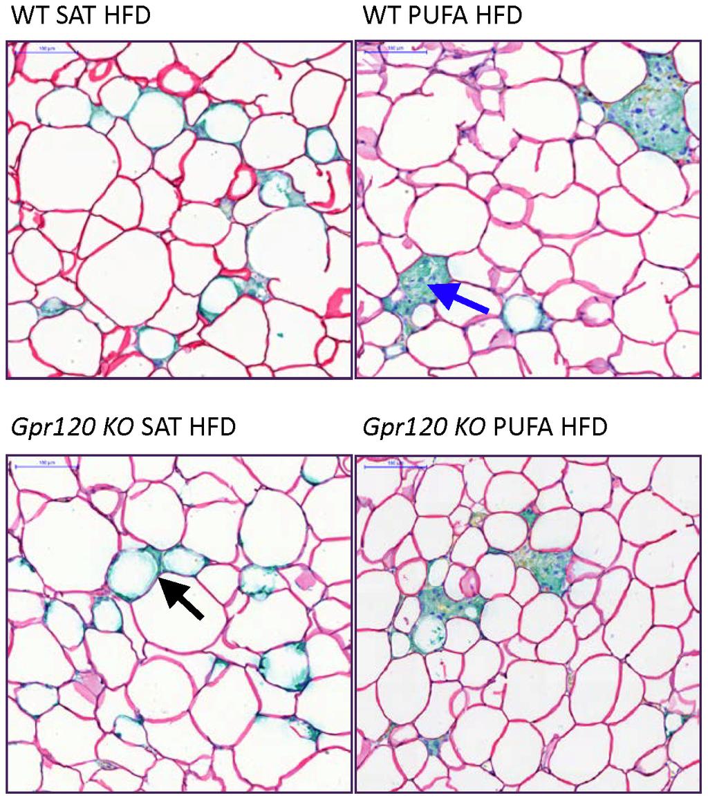 GPR120 Is Not Required for n-3 PUFA Effects on Energy Metabolism Fig. 6. Adipose tissue histology.