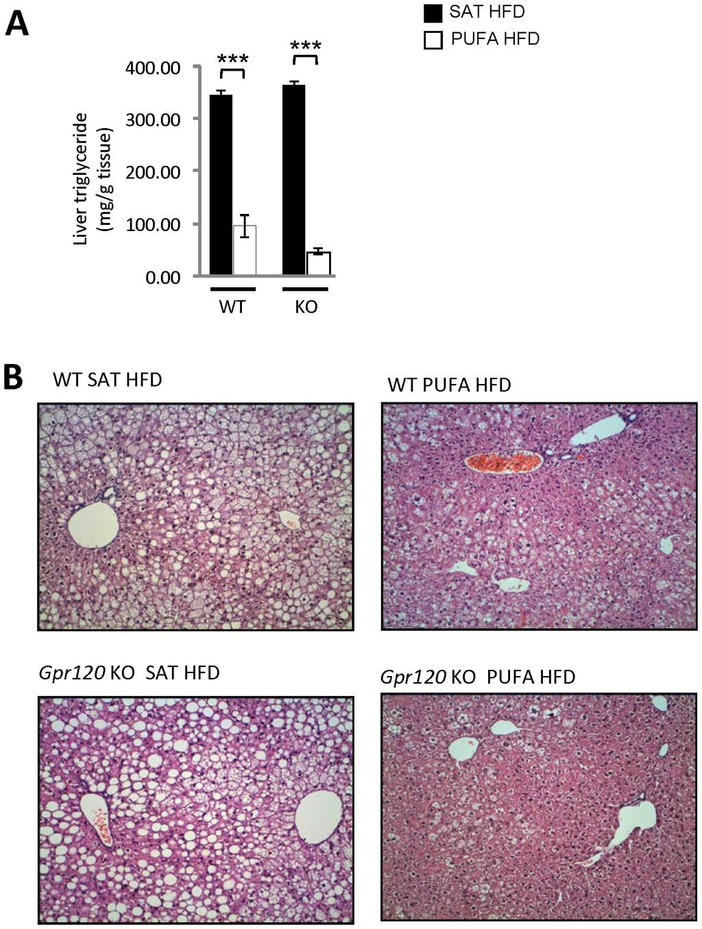 GPR120 Is Not Required for n-3 PUFA Effects on Energy Metabolism Fig. 7. Liver triglyceride content and histological assessment.