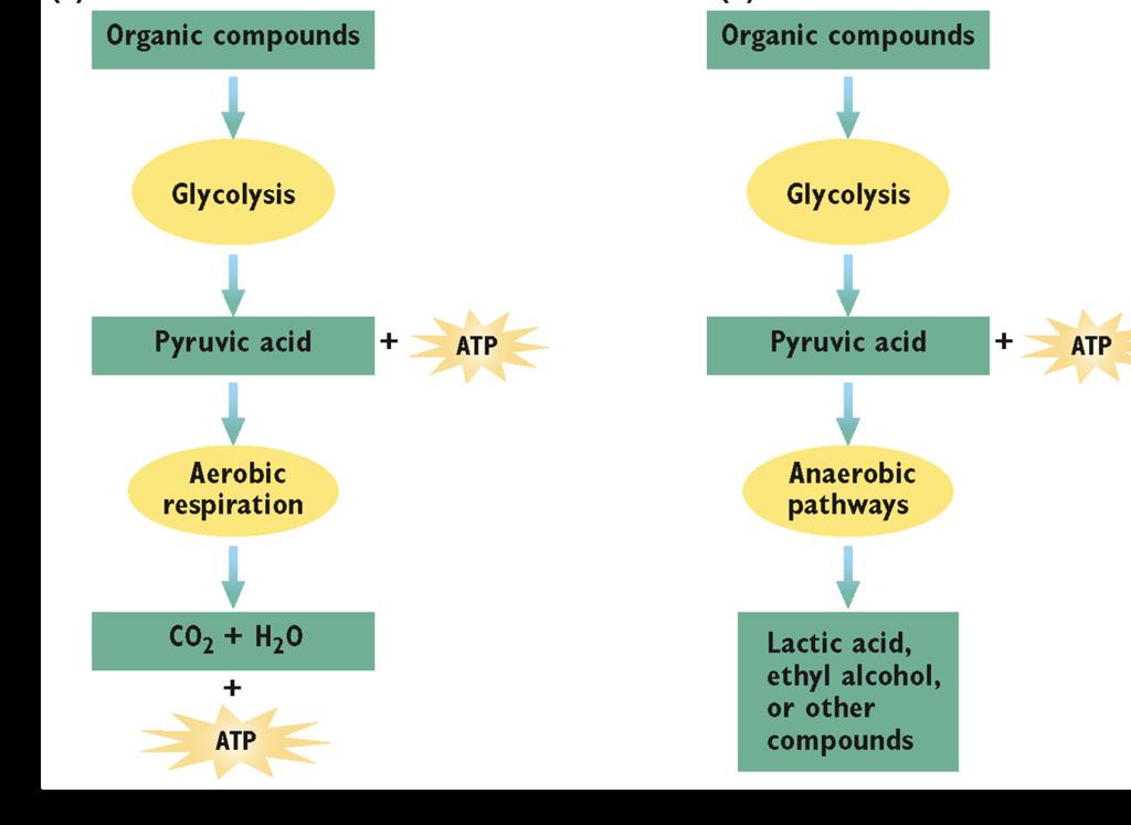 Fermentation If is not present, some cells can convert pyruvic acid into other compounds through additional biochemical pathways that occur in the cytosol.