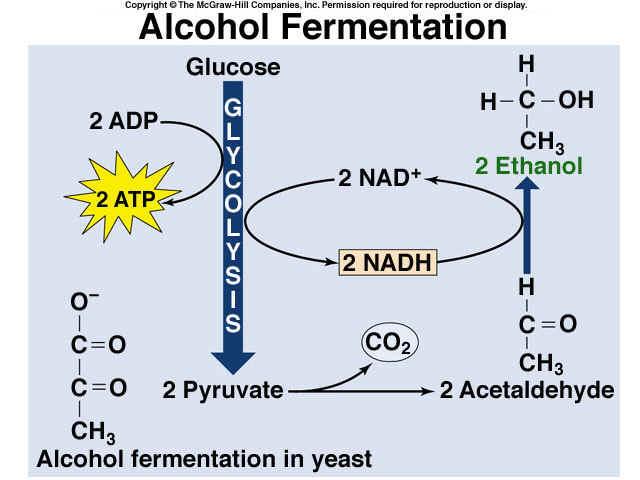 Alcohol Fermentation Some plants and unicellular organisms, such as yeast,