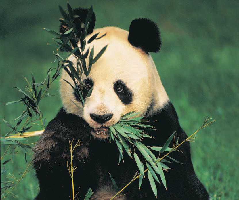 CHAPTER 7 CELLULAR RESPIRATION Like other heterotrophs, the giant panda, Ailuropoda melanoleuca, obtains organic