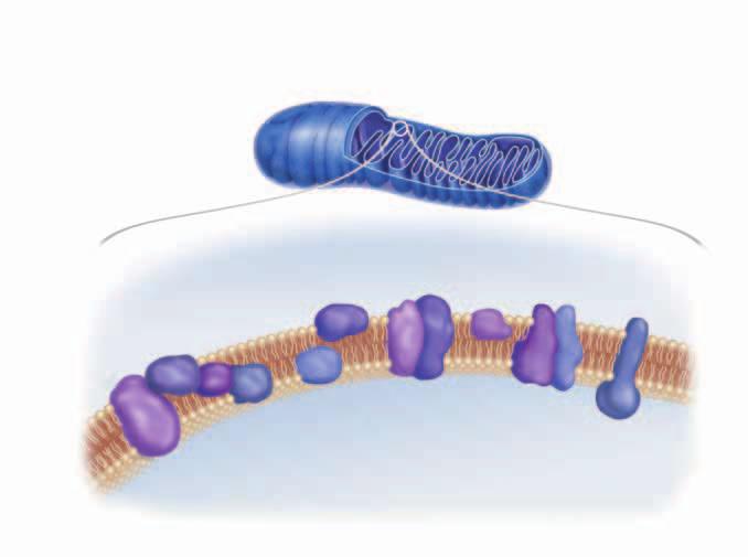 MITOCHONDRION Inner membrane Electron transport chain H + H+ 3 2 3 H + (high concentration) H + 2 e e Inner mitochondrial membrane 3 2e 1 NADH NAD + 1 FADH 2 FAD MITOCHONDRIAL MATRIX H + ATP synthase