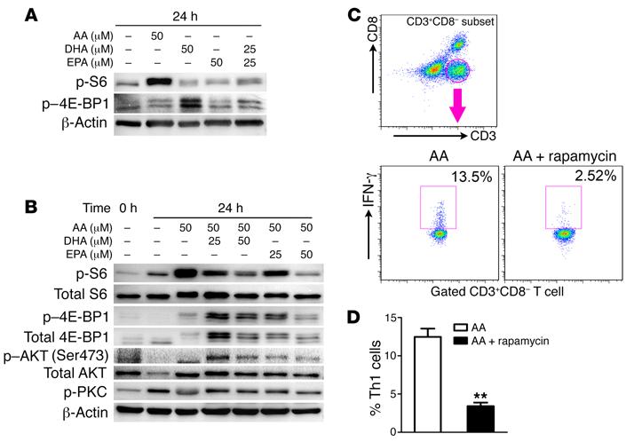 Figure 4. ω-3 PUFAs regulate Th cell differentiation through the inhibition of mtorc1. (A and B) Immunoblot analysis of mtor activation in lysates of naive CD4 + T cells from nondiabetic NOD mice.