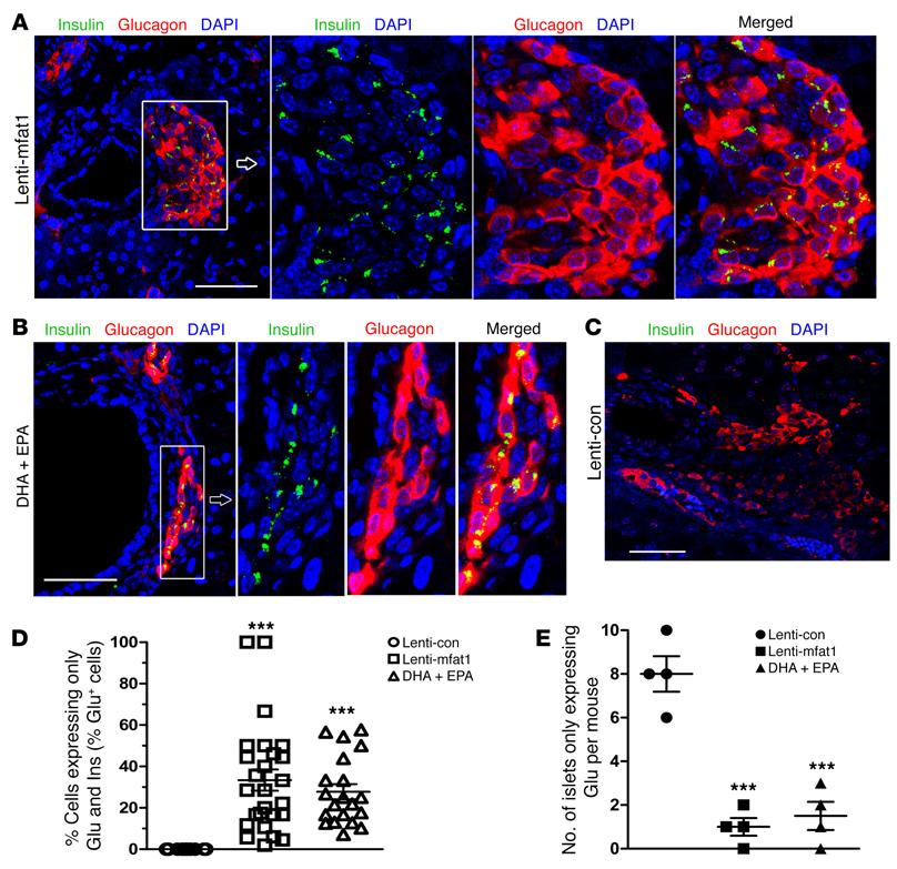 Figure 8. Islet and β cell regeneration and colocalization of α cells and β cells in diabetic NOD mice treated with ω-3 PUFAs.