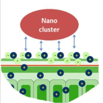 A shuttle ligand chelator then transports the nutrients to the plant surface where it docks and unloads its cargo before returning to the pool of sequestered clusters to repeat the exercise again and