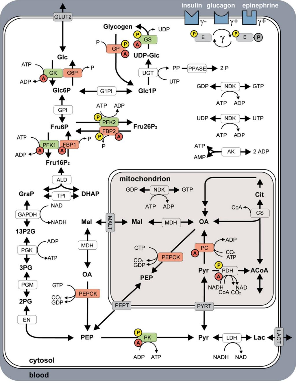 FIGURE 1. Model of human hepatocyte glucose metabolism comprising glycolysis, gluconeogenesis, and the glycogen pathway, and the spatial reaction compartments: blood, cytosol, and mitochondrion.