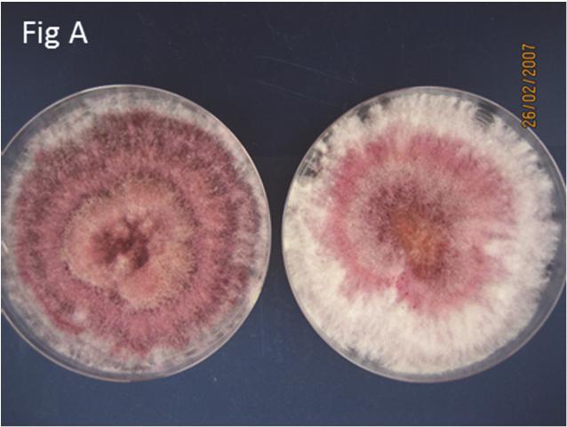 2.3.4 Moniliformin The Fusarium mycotoxin MON, is produced by a number of Fusarium species, most belonging to the sexual state (teleomorph) Gibberellae (Schϋtt et al., 1998) (Fig 2A).