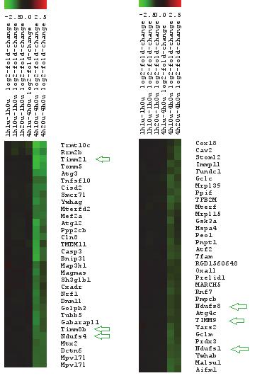 Figure 10. Cluster analysis of genes involved with the GO term mitochondrial organization, following a 4-h exposure of rat primary hepatocytes to 0 µm, 1 µm, 10 µm or 20 µm EnnB.
