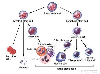 Pro-apoptotic actions upon plasma cells, T