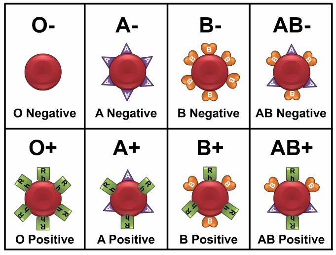 People who have the A protein have type A blood. Those who have the B protein have type B blood. Those who have both the A and B protein have type AB blood.