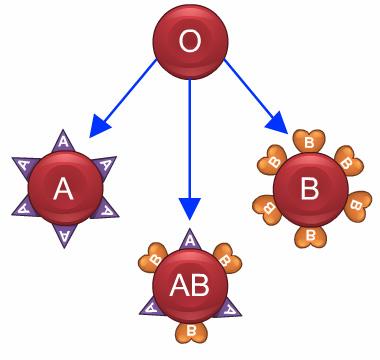 Those without this protein are Rh negative. The plus (+) and minus (-) signs are used to write positive and negative. Each one of the A, B, AB and O blood groups can be either Rh positive or negative.