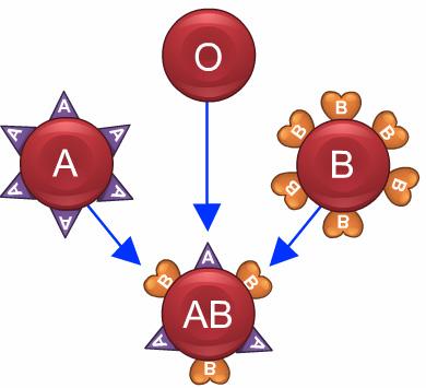 Here are the 8 blood types: O negative (O-) O positive (O+) A negative (A-) A positive (A+) B negative (B-) B positive (B+) AB negative (AB-) AB positive (AB+) Universal Donor Blood types matter when
