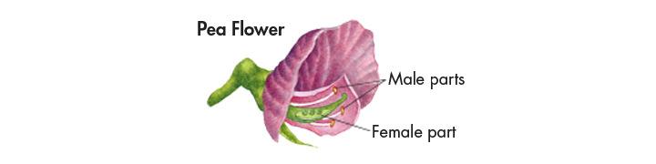 The Experiments of Gregor Mendel Pea flowers are normally self-pollinating, which means that sperm cells fertilize egg cells from within the same flower.