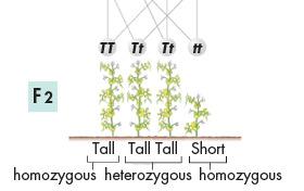 Segregation Whenever each of two gametes carried the t allele and then paired with the other gamete to produce an F 2 plant, that plant was short.