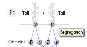 Segregation During gamete formation, the alleles for each gene segregate