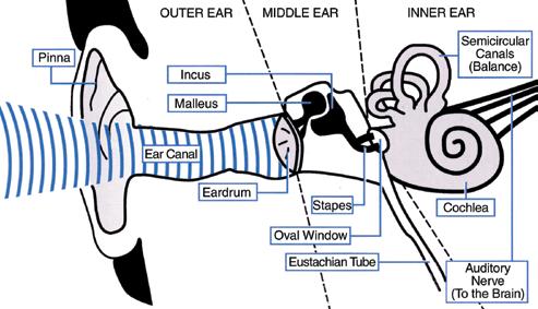 2 The ear and how it works The ear has two main functions. It receives sound and converts it into signals that the brain can understand. It helps us to balance. The two functions are closely related.