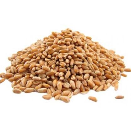 Grain Glossary BRAN is the seed husk or outer coating of cereal grains such as wheat, rye, and oats. The bran can be mechanically removed from the flour or meal by sifting or bolting.