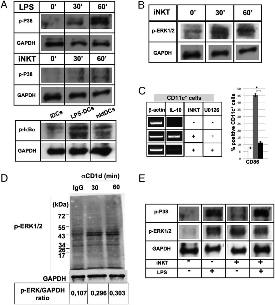The Journal of Immunology 7325 Tolerogenic or proinflammatory DC maturation induced by inkt cell contact involved different intracellular signaling pathways The proinflammatory DC maturation through