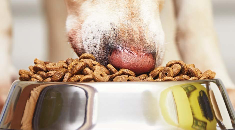 SENSORY CHARACTERISTICS Appearance, aroma, texture, and flavor are the primary sensory characteristics measured for pet food related studies.