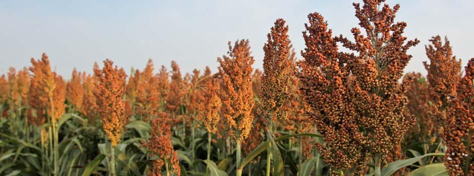 6 SORGHUM S NUTRITIONAL BENEFITS The USDA Food Nutrient Database identifies sorghum contains 10.62 percent protein, which is higher than corn.