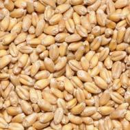 1 Carbohydrate ingredients The most typical source of carbohydrates is grain.