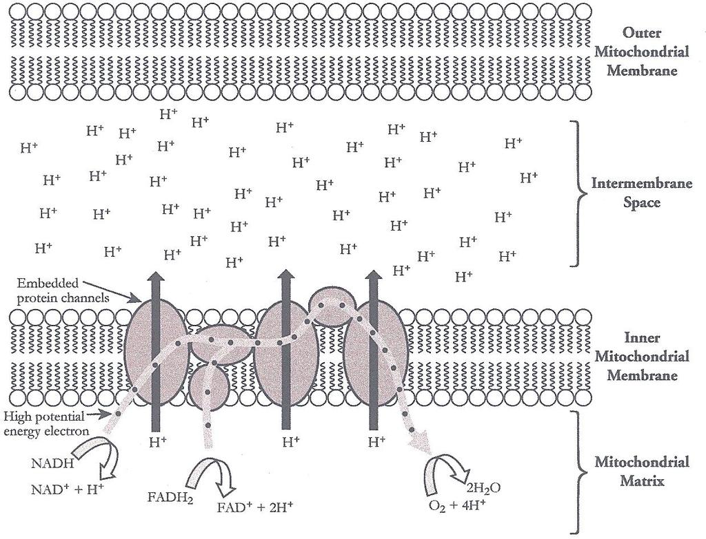 The Electron Transport Chain Chain Chain --- Chain of Enzymes 1. Considering the diagram above, circle a section of the mitochondrion below where this site might be located. 2.