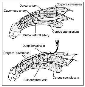 The penis contains two chambers called the corpora cavernosa, which run the length of the organ (see figure 1). A spongy tissue fills the chambers.