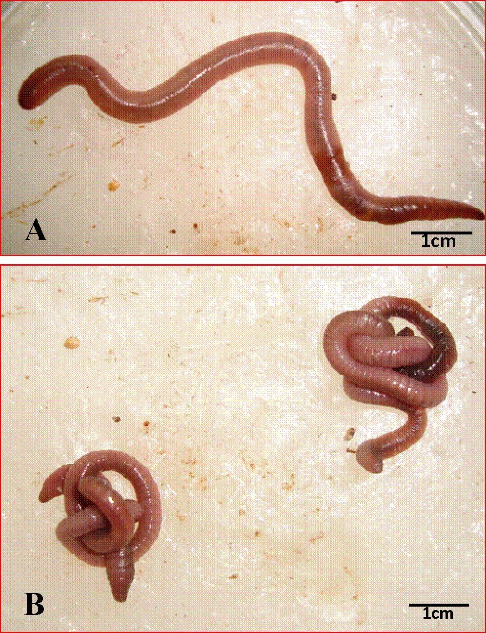 Zanco Journal of Pure and Applied Sciences Figure 1: Lumbricus terristris after four weeks ;A, control (normal body form). B,coiling due to exposure to Ridomil.
