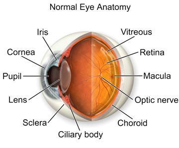 Cataract service patient information Cataract A cataract is clouding or opacity of the lens inside the eye. It is useful to learn about how the eye works in order to understand what a cataract is.