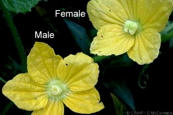 Fig 1: Male & female