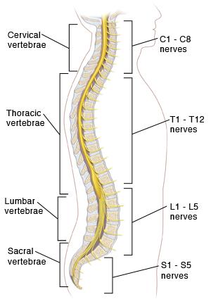 Spinal cord Part of the CNS extend from foramen magnum to the level of L1-L2 (it is shorter than the vertebral column) it is covered by spinal meninges. It is cylindrical in shape.