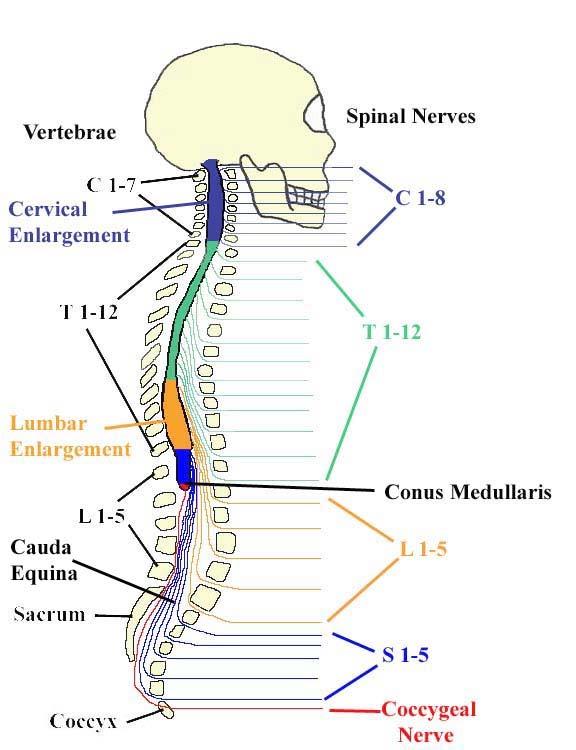 Spinal Cord 31 segments terminates at L1-L2 special
