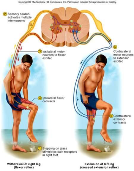 Crossed Extensor Reflexes Maintains balance by extending other leg Intersegmental reflex extends up and down the