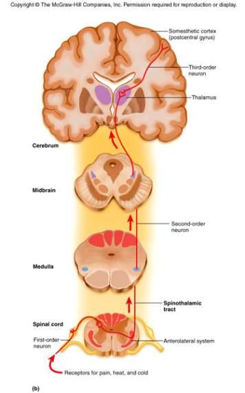 Spinothalamic Pathway Carries sensations of pain, pressure, temperature, light touch, tickle and itch Located in the anterior and lateral columns