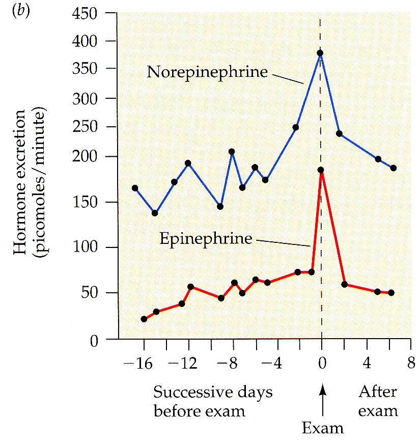 HORMONES & STRESS Neurons provide short-term acute activation of the sympathetic nervous