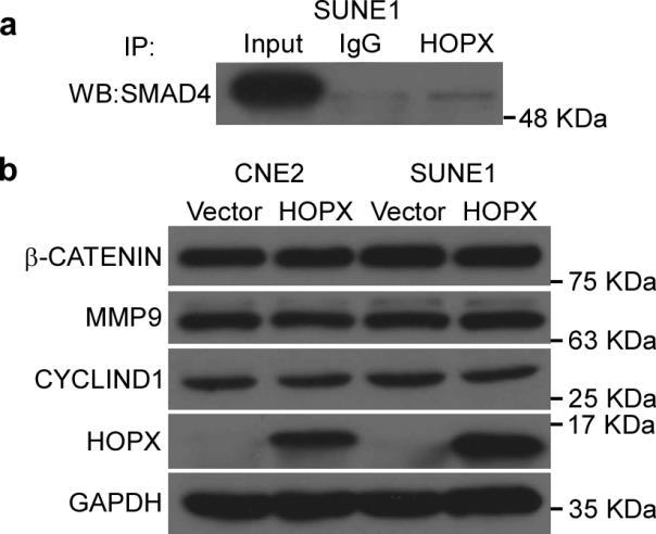 Supplementary Figure 15. HOPX exhibits little effect on the WNT signaling pathway.